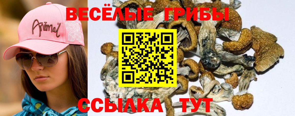 Галлюциногенные грибы Cubensis Долгопрудный